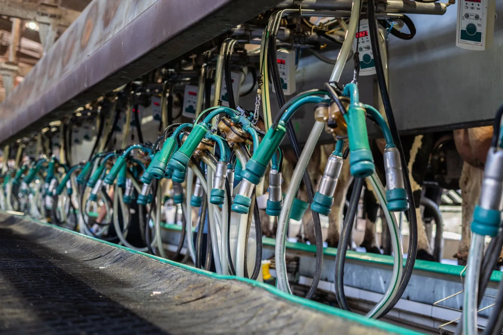 Milking parlor equipment and hoses